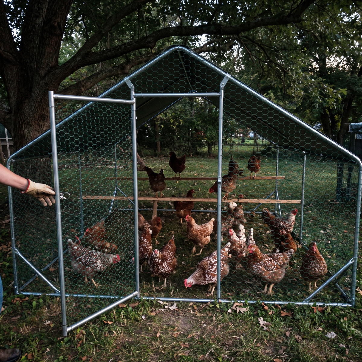 Hens inside the walk-in metal chicken coop run in a backyard - lifestyle v2