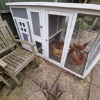 Hens in the run of the large wooden backyard chicken coop - lifestyle v2