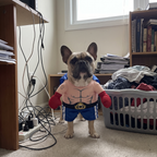 Dog wearing the boxer costume at home - lifestyle v2