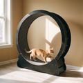 Black 43 inch cat exercise wheel with a cat running inside, in a sunlit room - wrenwood hero