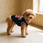 Small poodle wearing the black mesh dog basketball jersey in a sunlit room - wrenwood hero