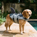 Dog wearing the grey shark-fin life vest at a poolside - wrenwood hero