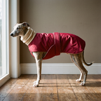 Whippet wearing the red fleece-lined waterproof dog coat in a hallway - wrenwood hero