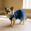 Chihuahua wearing the navy blue tulle princess dog dress in a sunlit room - wrenwood hero