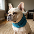 French bulldog wearing the teal cooling bandana neck wrap - wrenwood hero