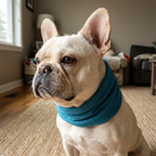French bulldog wearing the teal cooling bandana neck wrap - wrenwood hero