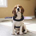 Beagle wearing the funny Halloween pet costume in a living room - wrenwood hero