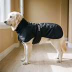 Golden retriever wearing the black fleece-lined warm dog cloak coat in a hallway - wrenwood hero