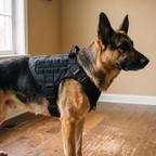 German shepherd wearing the black padded tactical dog harness - wrenwood hero