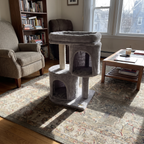 Compact cat tree alone in a sunny living room - wrenwood ugc lifestyle v2