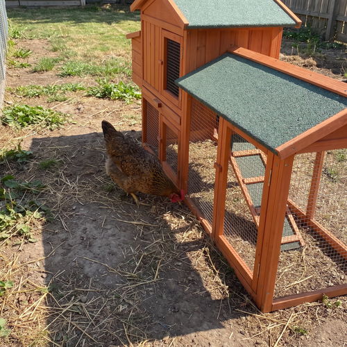 ground-level view of a hen by the chicken coop run - wrenwood ugc lifestyle v2