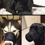 Adjustable Dog Muzzle