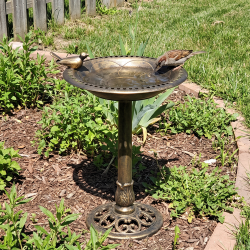 Wild bird on the antique pedestal bird bath in a backyard - wrenwood ugc lifestyle v2
