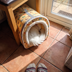 White cat curls inside the bone print tunnel bed on tiles by a glass door.
