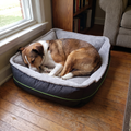 Brown and white dog sleeps curled in the grey bolster nest bed by a window.