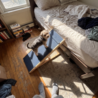 Small scruffy terrier stands on the blue ramp leading up to a bedroom bed.