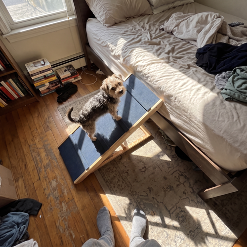 Small scruffy terrier stands on the blue ramp leading up to a bedroom bed.