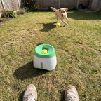 Owner POV of the ball launcher on the lawn with lab chasing a launched ball - wrenwood ugc lifestyle v2