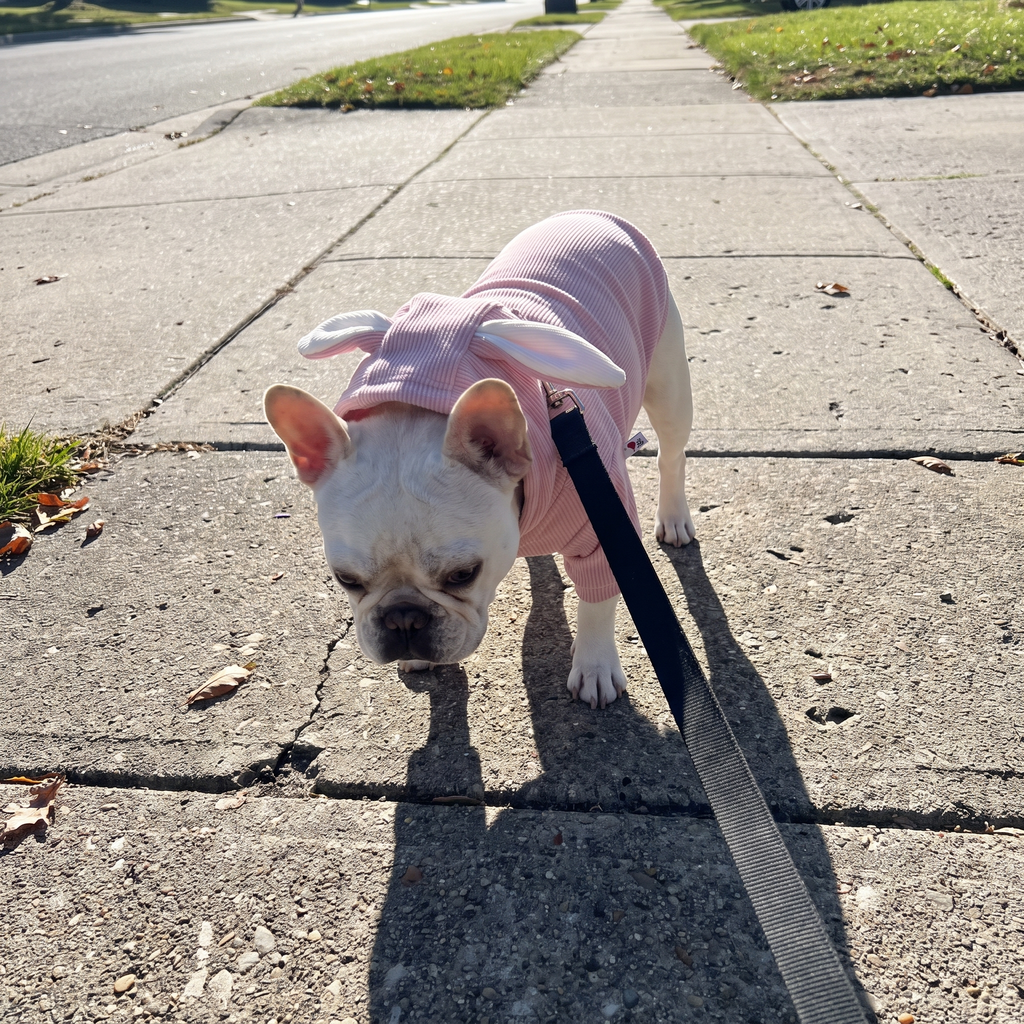 Small dog wearing the casual dog shirt in the pink colorway on a leash walk, owner's phone view - wrenwood ugc lifestyle v2