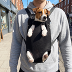 Beagle rides in the front-worn mesh sling carrier on a person in a shopping street.