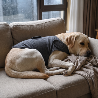 Apparel