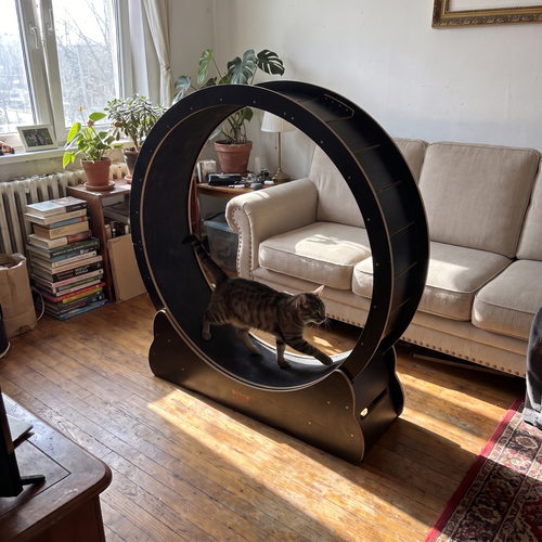 Tabby cat walks inside the dark cat exercise wheel in a sunlit living room.