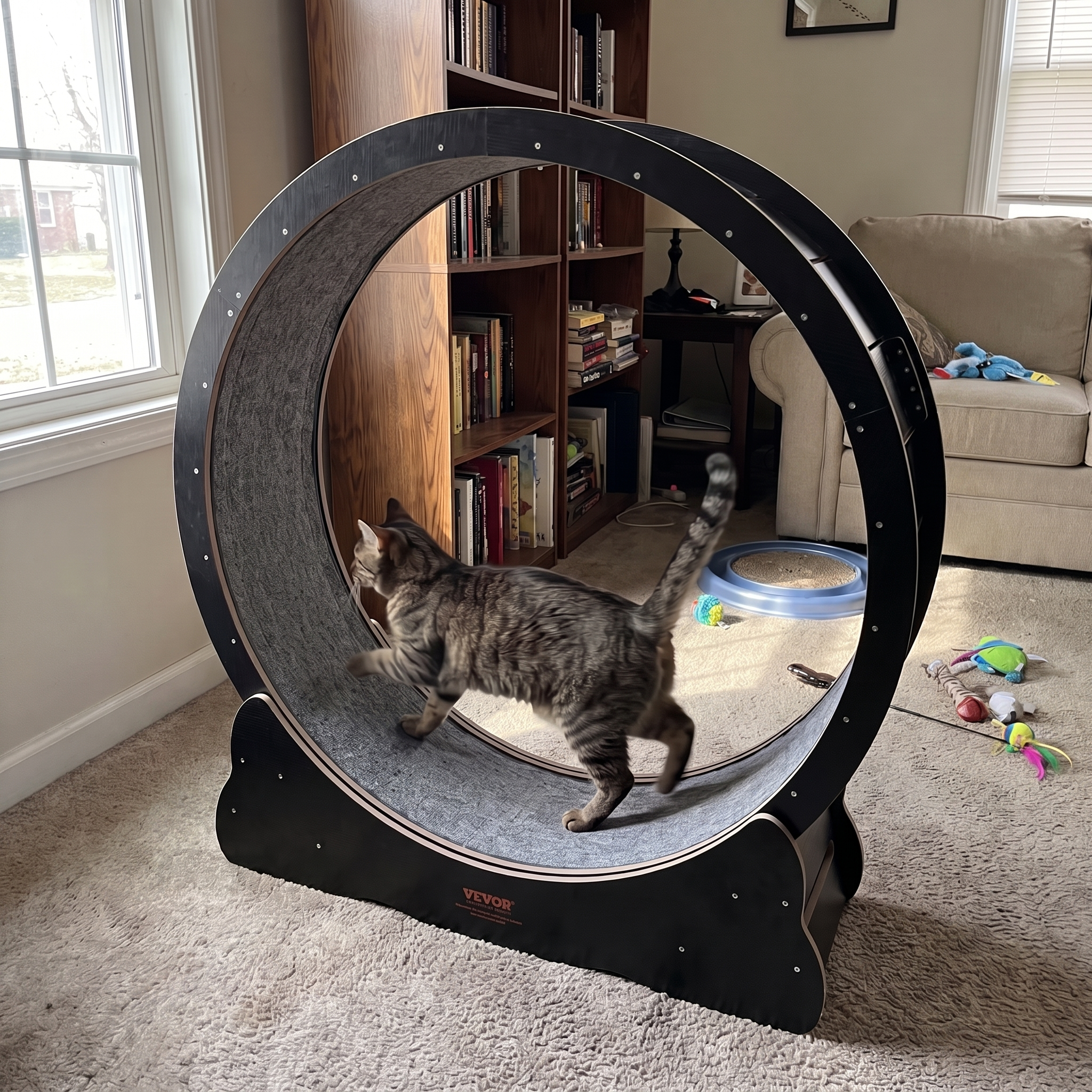 Grey tabby steps into the grey cat exercise wheel in a living room.