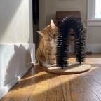 Ginger cat sits beside the black arch self-groomer brush on a sunlit wooden floor.