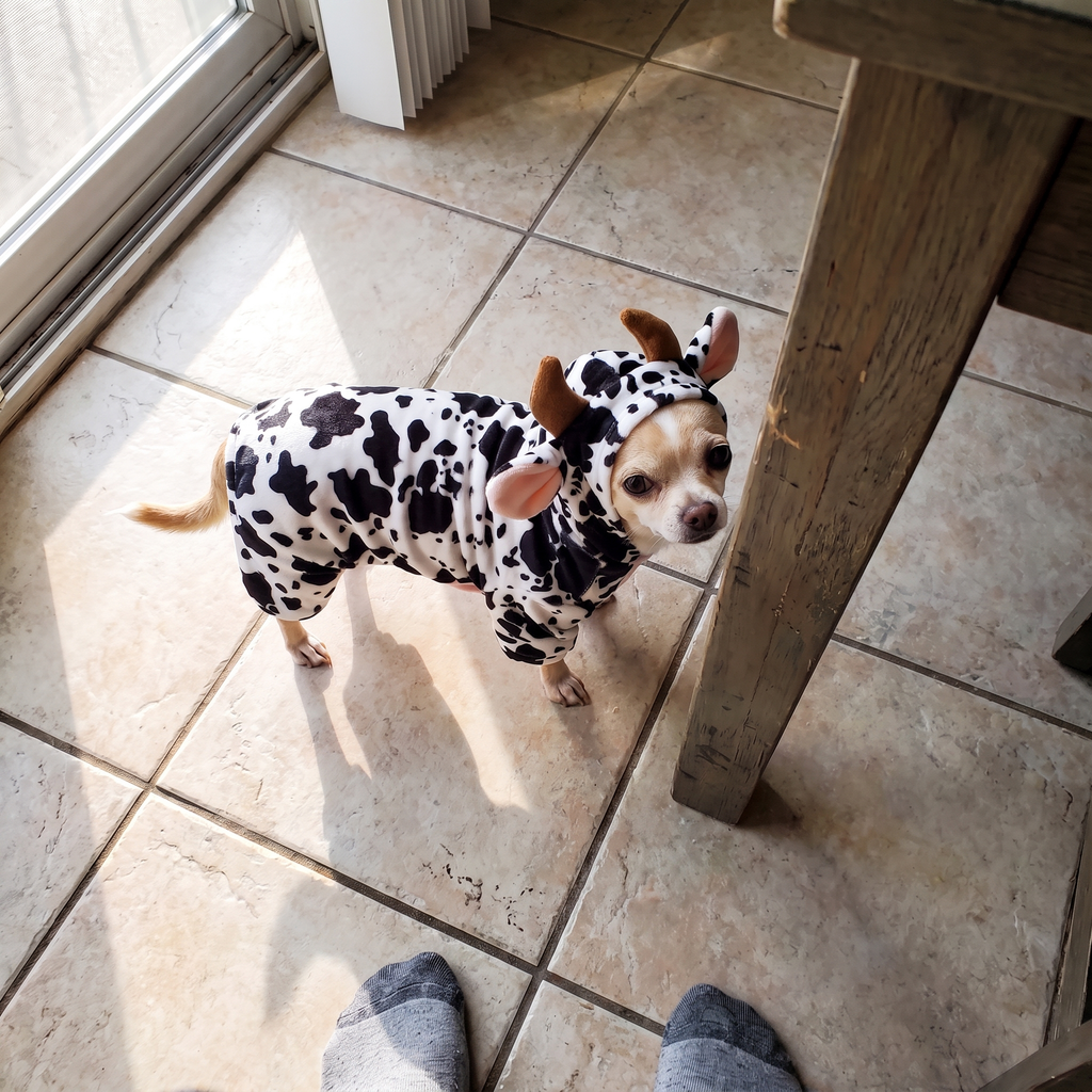 Chihuahua in the cow print outfit stands on a tiled kitchen floor.