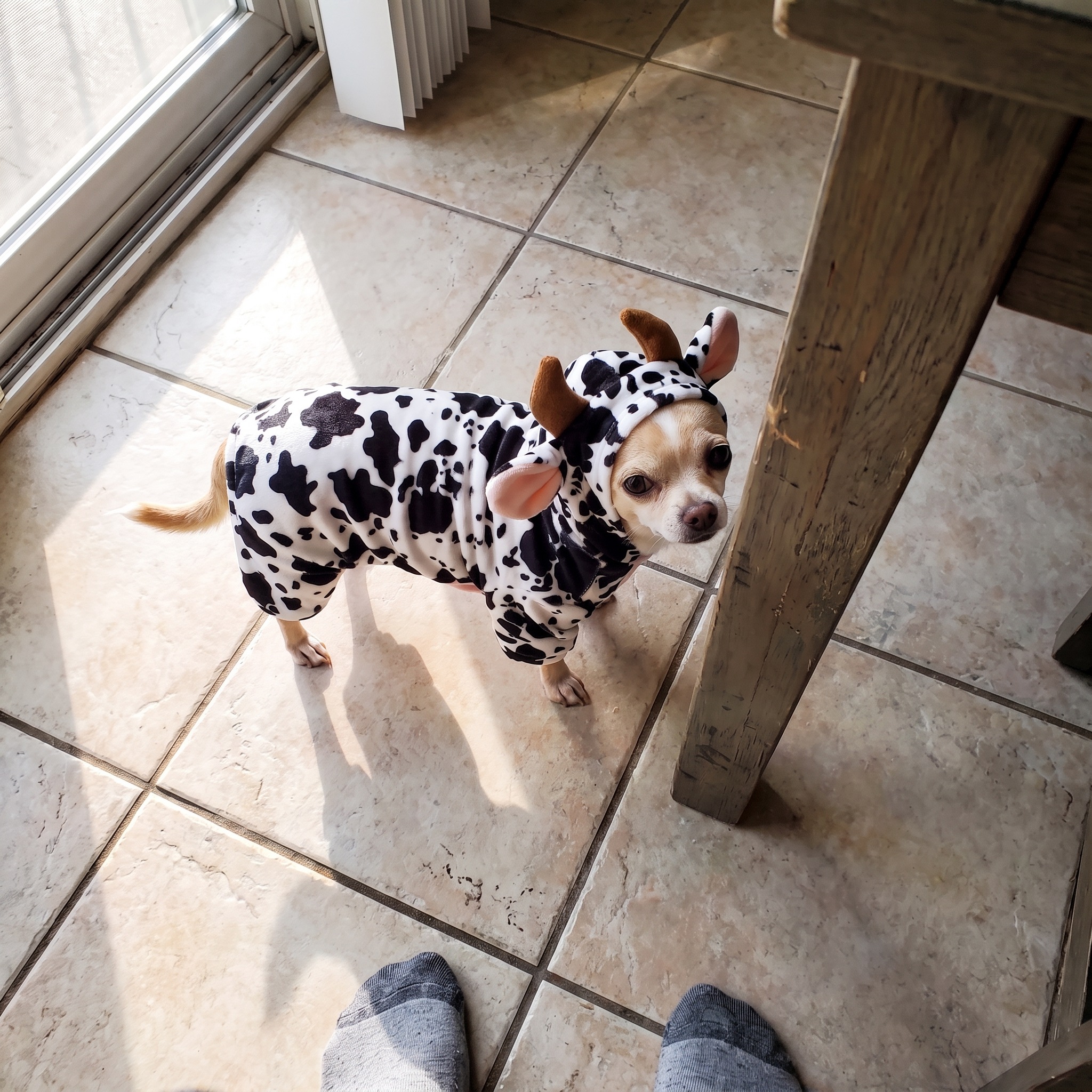 Chihuahua in the cow print outfit stands on a tiled kitchen floor.