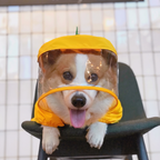 Corgi in a yellow rain hood with a clear visor leans over a chair back.