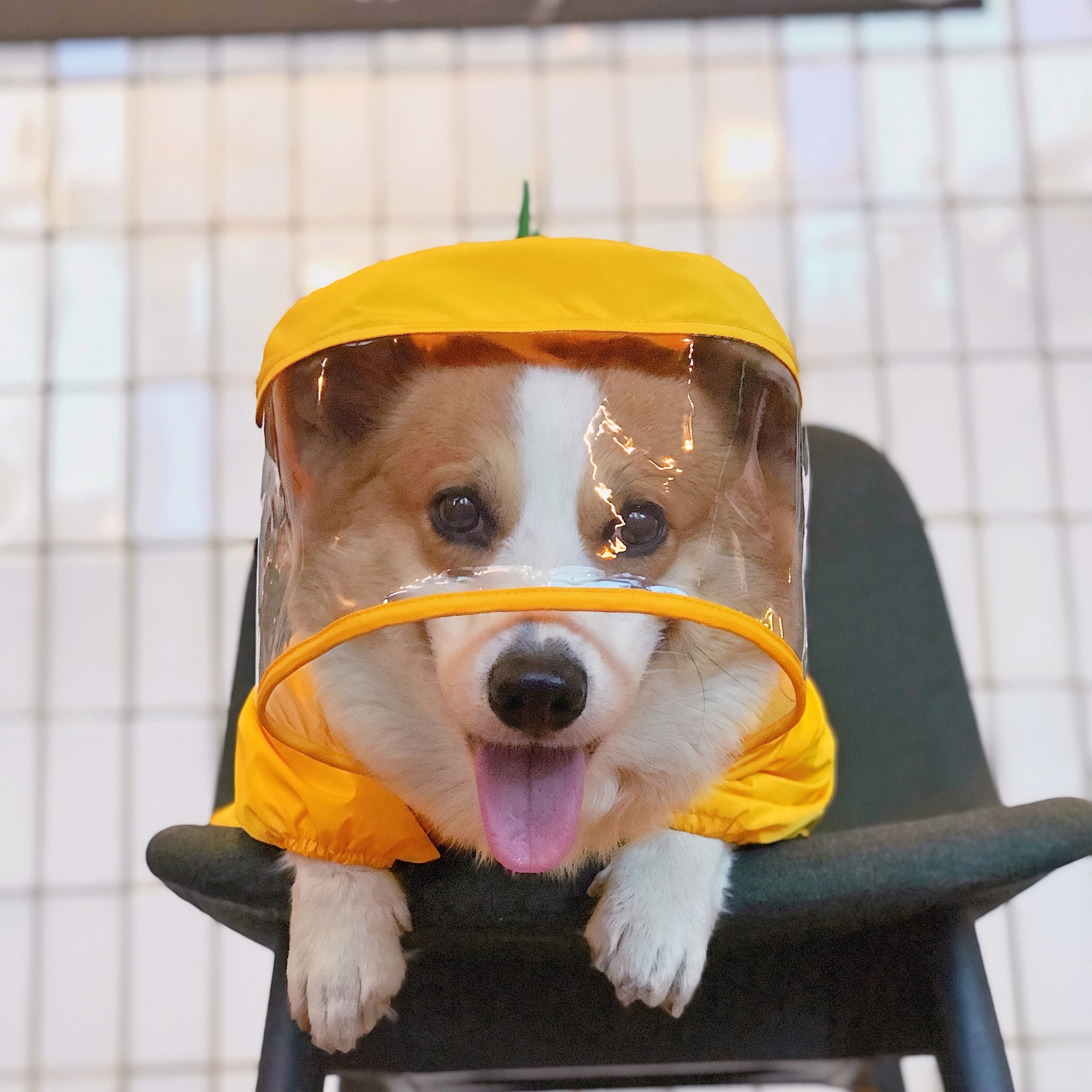 Corgi in a yellow rain hood with a clear visor leans over a chair back.