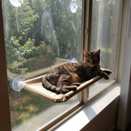 Cat lounging in the suction-cup window hammock in home sunlight - wrenwood ugc lifestyle v2