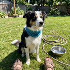 Border collie wearing the cooling bandana in the yard - wrenwood ugc lifestyle v2