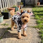 Toy poodle in the cow-print dog outfit on a walk - wrenwood ugc lifestyle v2