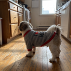 Dog in the grey I-love-my-Mommy fleece sweatshirt - wrenwood ugc lifestyle v2