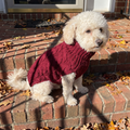 Small dog in the red knit turtleneck sweater outdoors - wrenwood ugc lifestyle v2