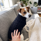 Terrier in the black knit turtleneck sweater at home - wrenwood ugc lifestyle v2