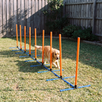 Golden retriever weaves through the orange agility poles on a backyard lawn.