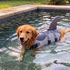 Golden retriever swims in a pool wearing the grey shark fin life vest.