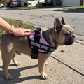 French bulldog wearing the pink support harness with EMOTIONAL SUPPORT side panel on a sidewalk walk - wrenwood ugc lifestyle v2