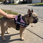 French bulldog wearing the pink support harness with EMOTIONAL SUPPORT side panel on a sidewalk walk - wrenwood ugc lifestyle v2
