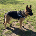 German shepherd wearing the black support harness with EMOTIONAL SUPPORT side panel at the park - wrenwood ugc lifestyle v2
