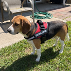 Beagle wearing the red support harness with EMOTIONAL SUPPORT side panel in a backyard - wrenwood ugc lifestyle v2