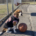 Beagle in the black mesh basketball jersey courtside at an outdoor court - wrenwood ugc lifestyle v2
