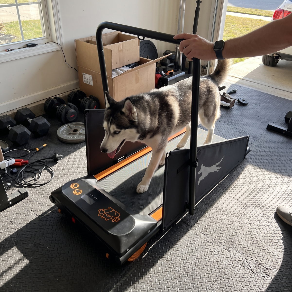 Siberian husky walking on the dog treadmill in a garage gym - wrenwood ugc lifestyle v2