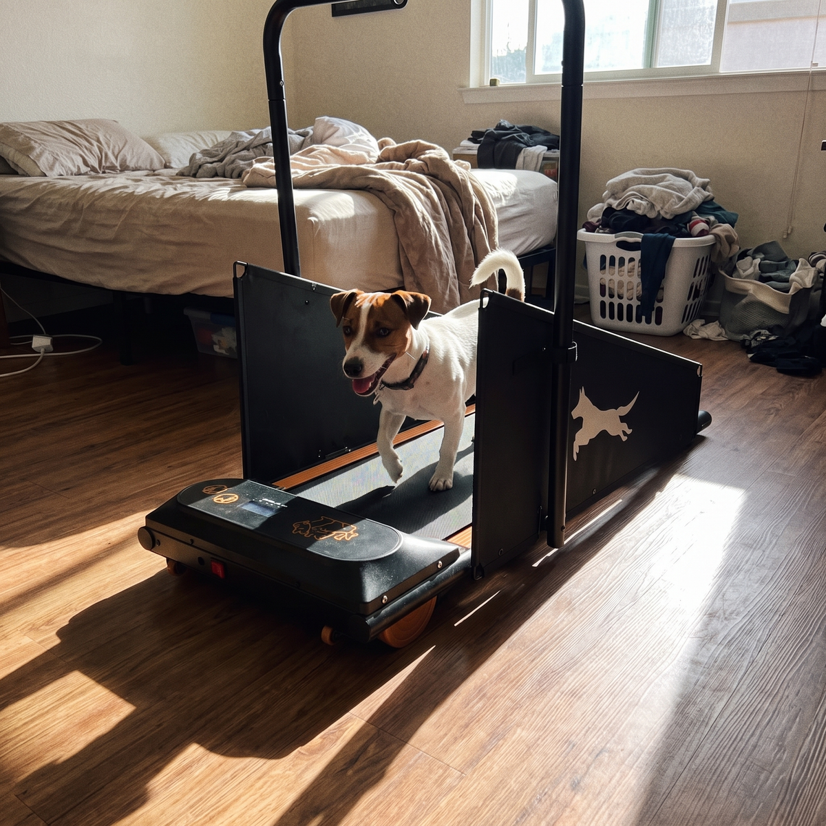 Jack Russell terrier trotting on the dog treadmill in a sunlit bedroom - wrenwood ugc lifestyle v2