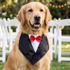 Golden retriever wearing the black satin tuxedo bandana with red bow tie at an outdoor wedding reception - wrenwood hero v2