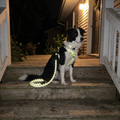 Border collie in the reflective leash and collar set on a front porch at night with the stitching catching the porch light - wrenwood hero v2