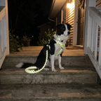 Border collie in the reflective leash and collar set on a front porch at night with the stitching catching the porch light - wrenwood hero v2